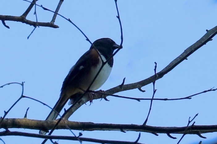 Eastern Towhee - ML620542184