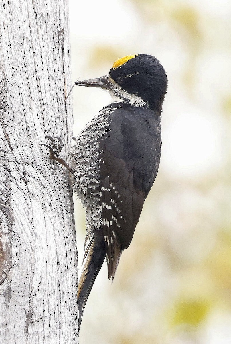 Black-backed Woodpecker - ML620542188