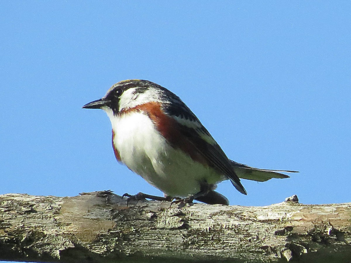 Chestnut-sided Warbler - ML620542191