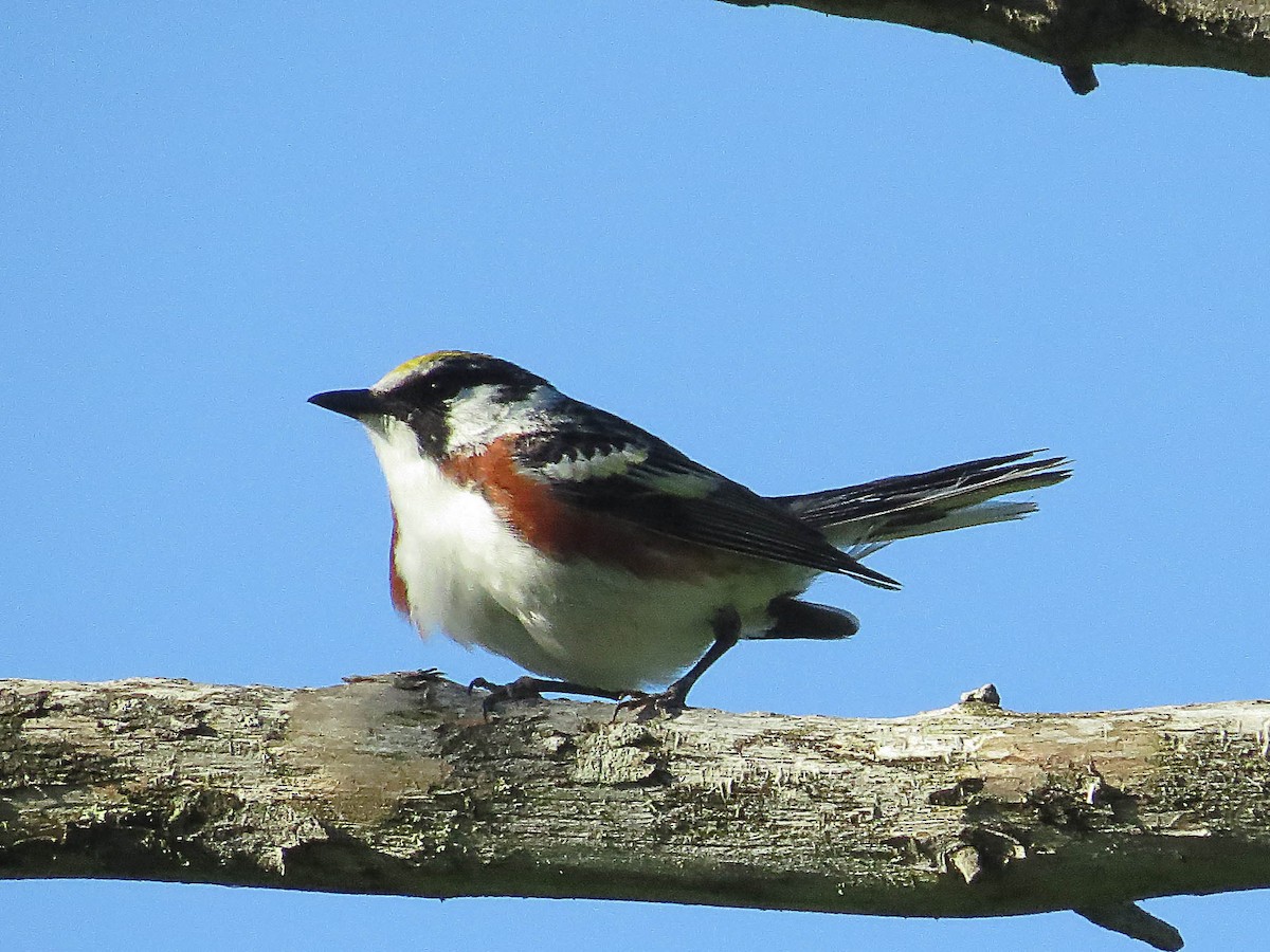 Chestnut-sided Warbler - ML620542193