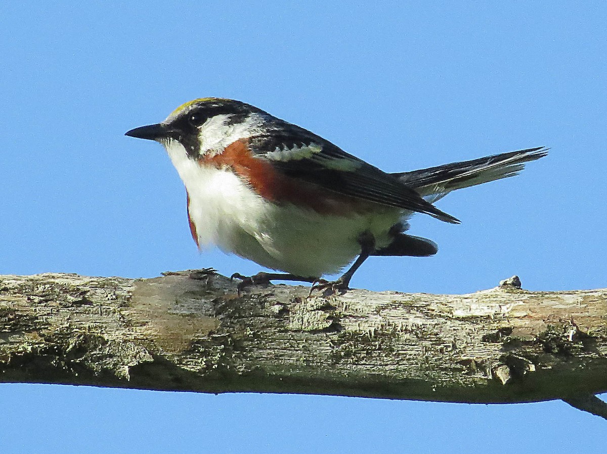 Chestnut-sided Warbler - ML620542194