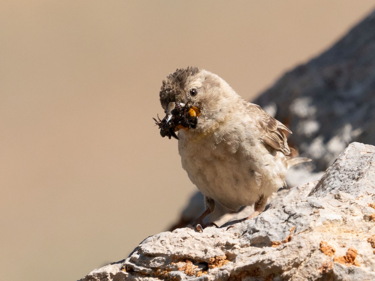 Rock Sparrow - ML620542195