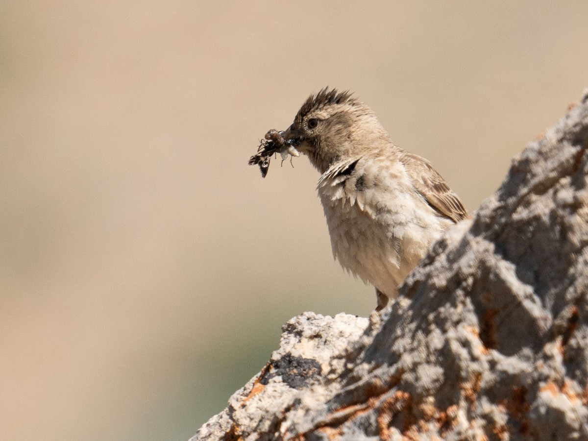 Rock Sparrow - ML620542196