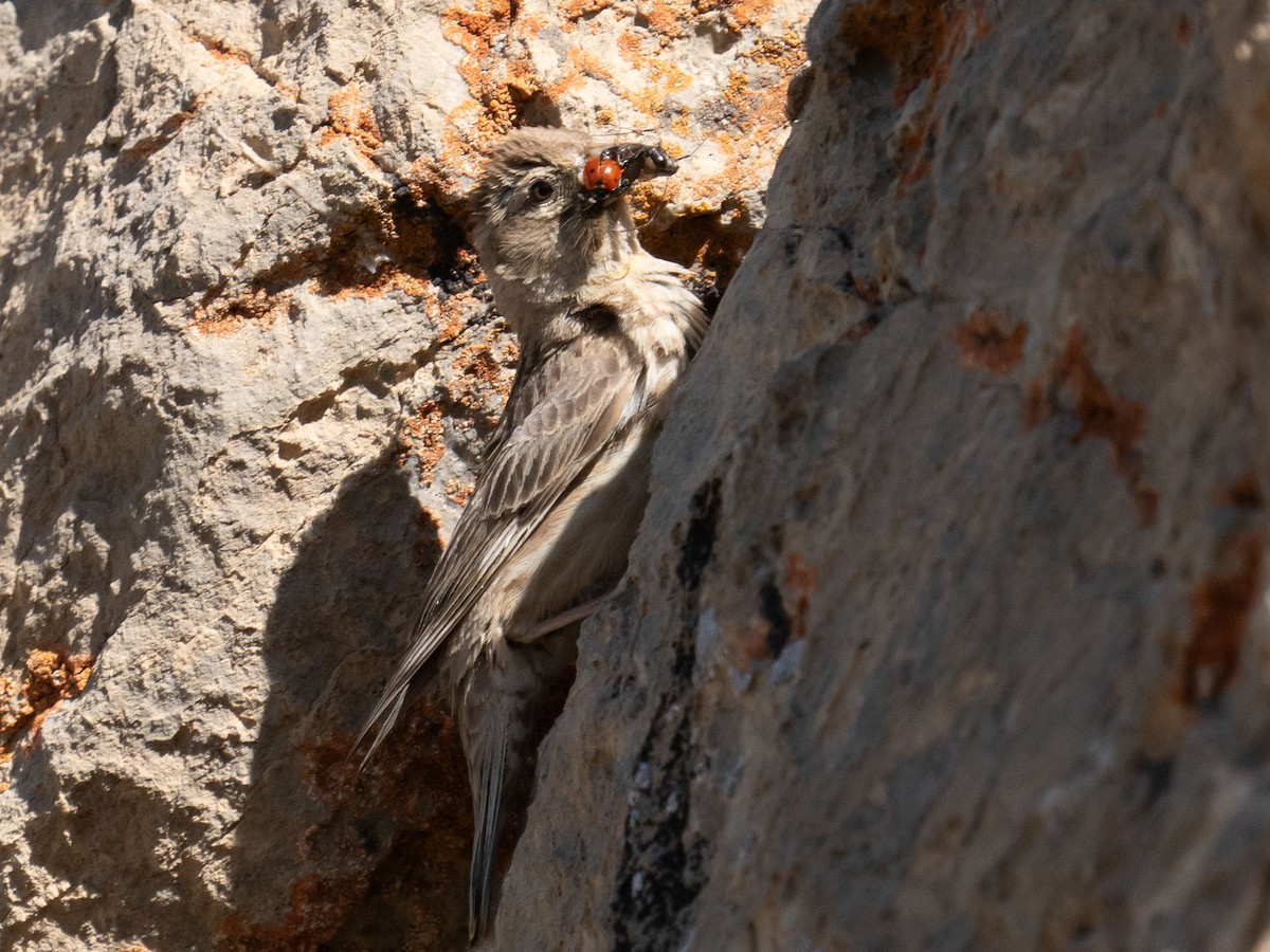 Rock Sparrow - Moosa Mazinanian