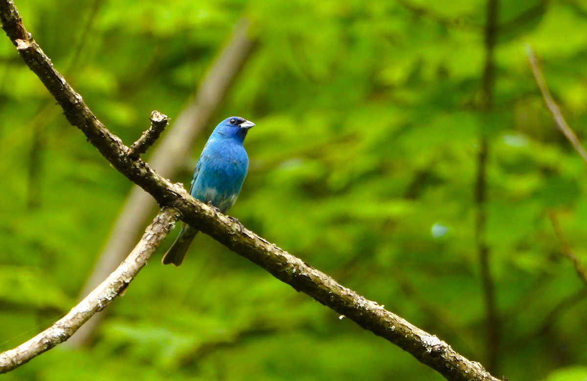 Indigo Bunting - Jill Rogan