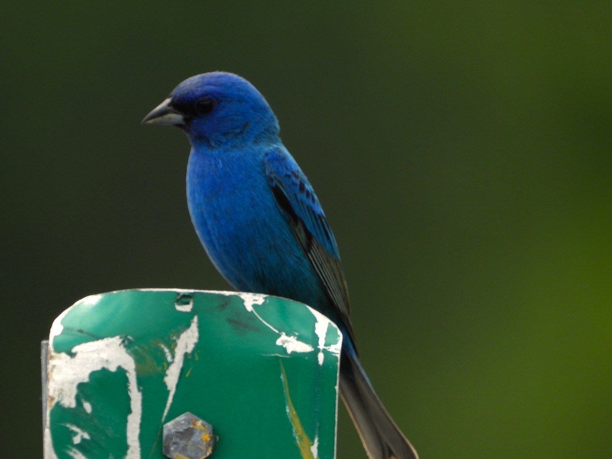 Indigo Bunting - ML620542214