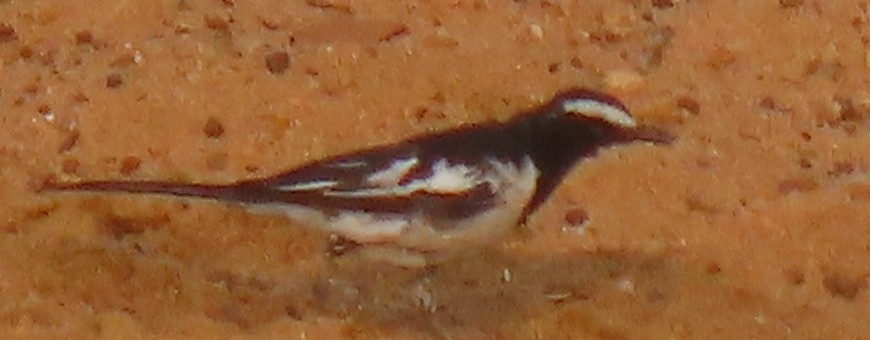 White-browed Wagtail - ML620542226