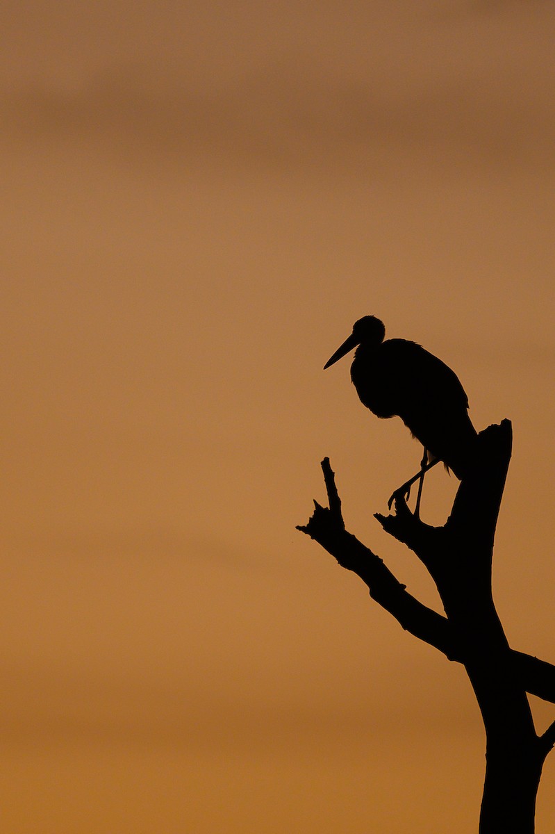 African Woolly-necked Stork - ML620542229