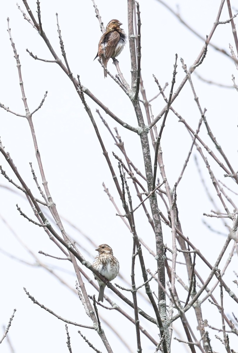 Purple Finch - ML620542231