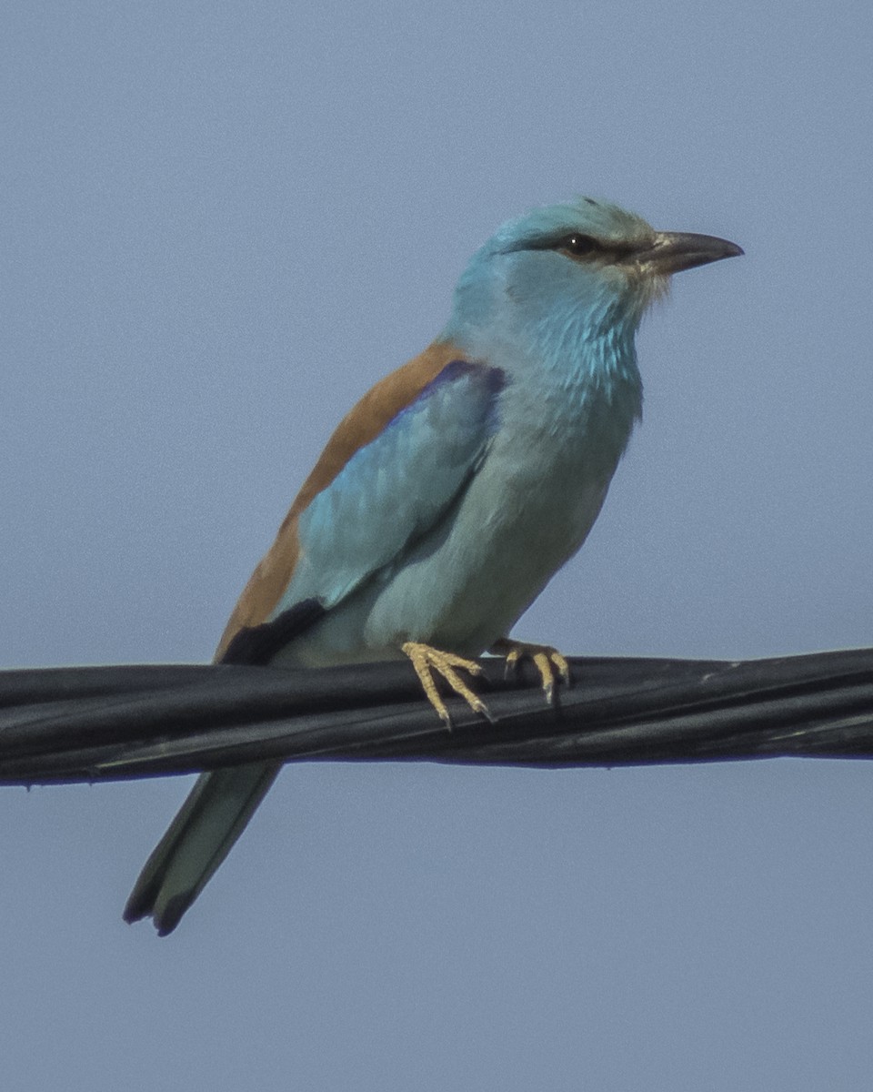 European Roller - ML620542232