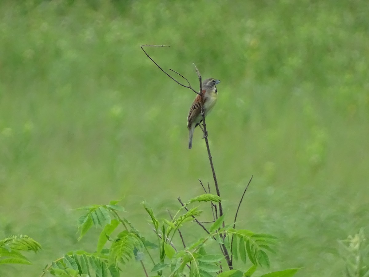 Dickcissel - ML620542241