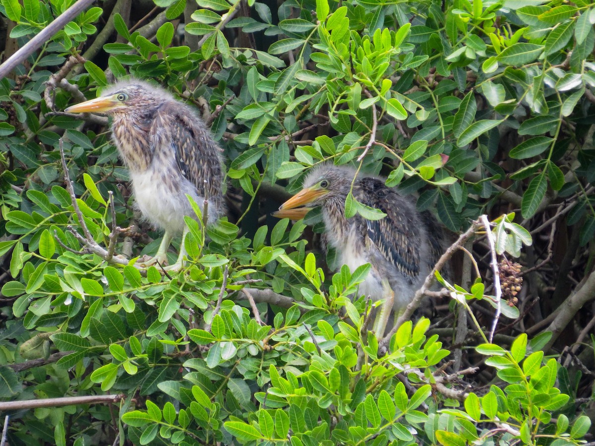 Green Heron - ML620542253