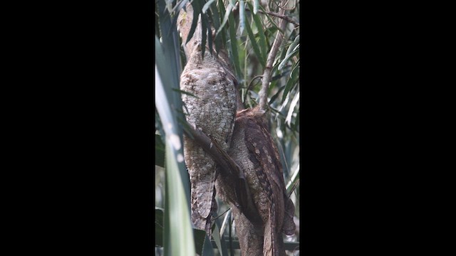 Papuan Frogmouth - ML620542258