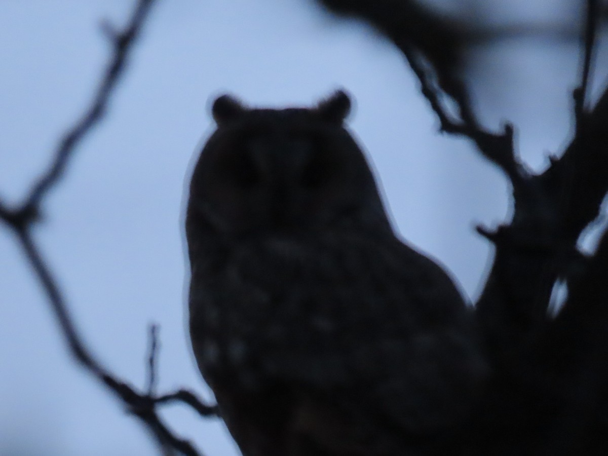 Long-eared Owl - ML620542260