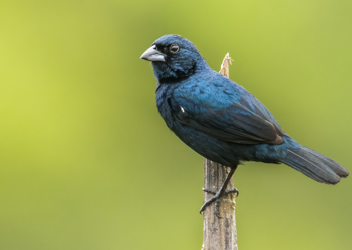 Blue-black Grassquit - Juan Torres Tavera