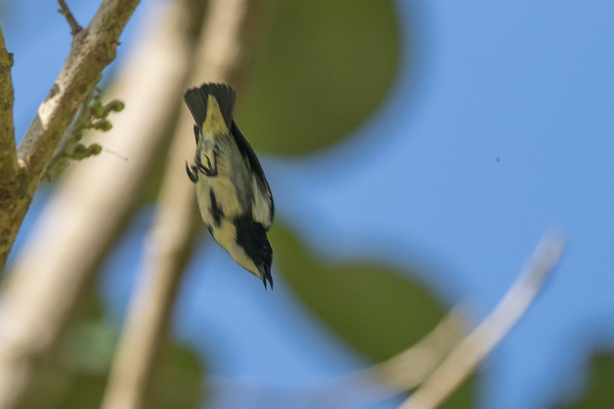 Pygmy Flowerpecker - ML620542275