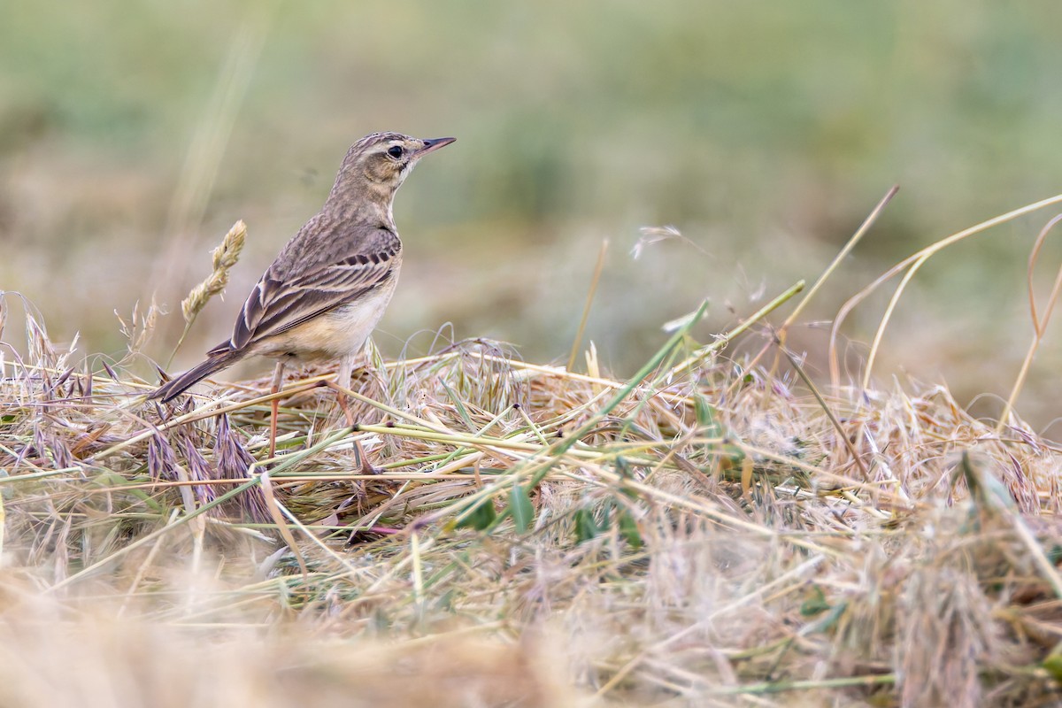 Pipit rousseline - ML620542280