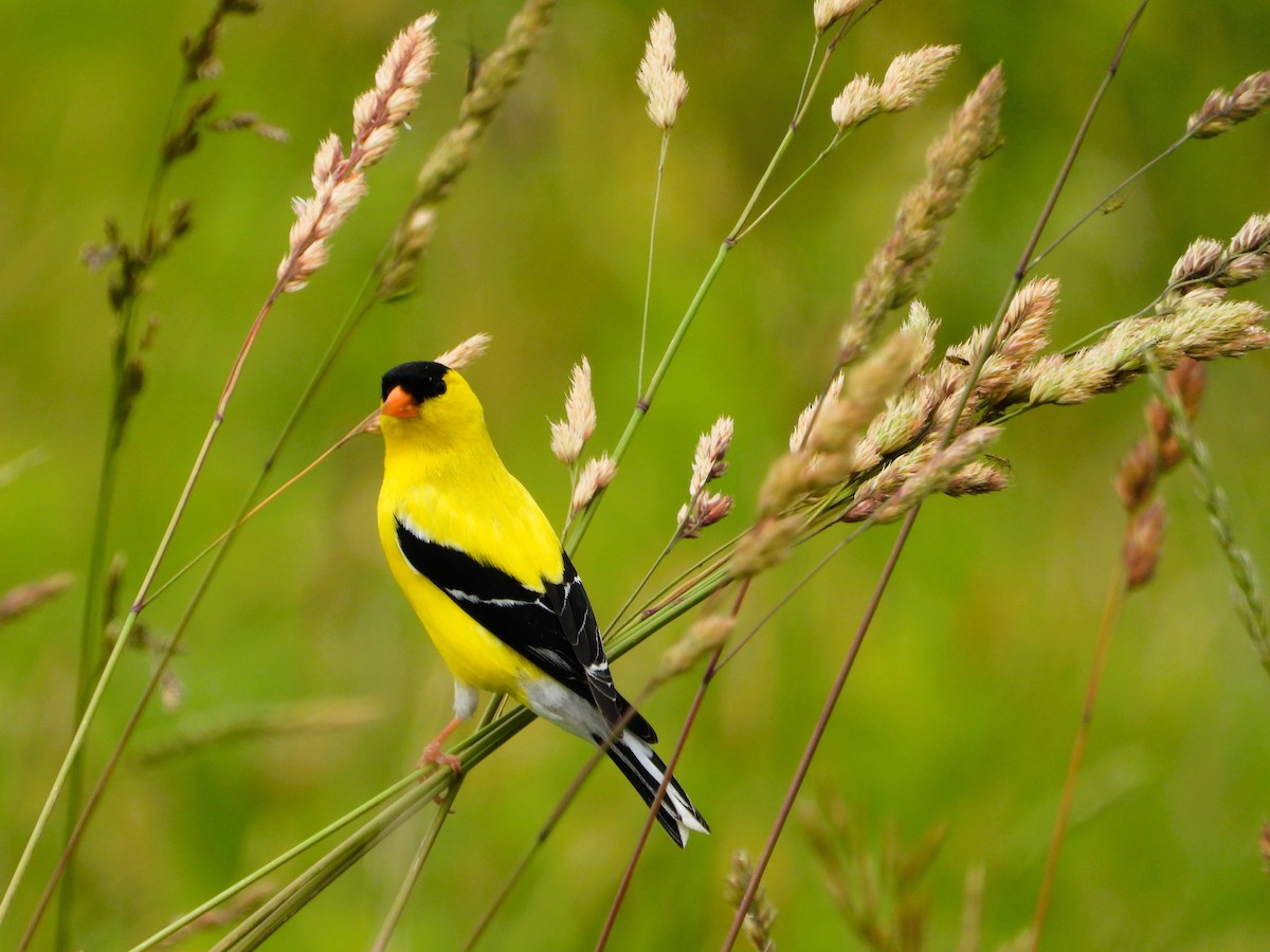 American Goldfinch - ML620542283