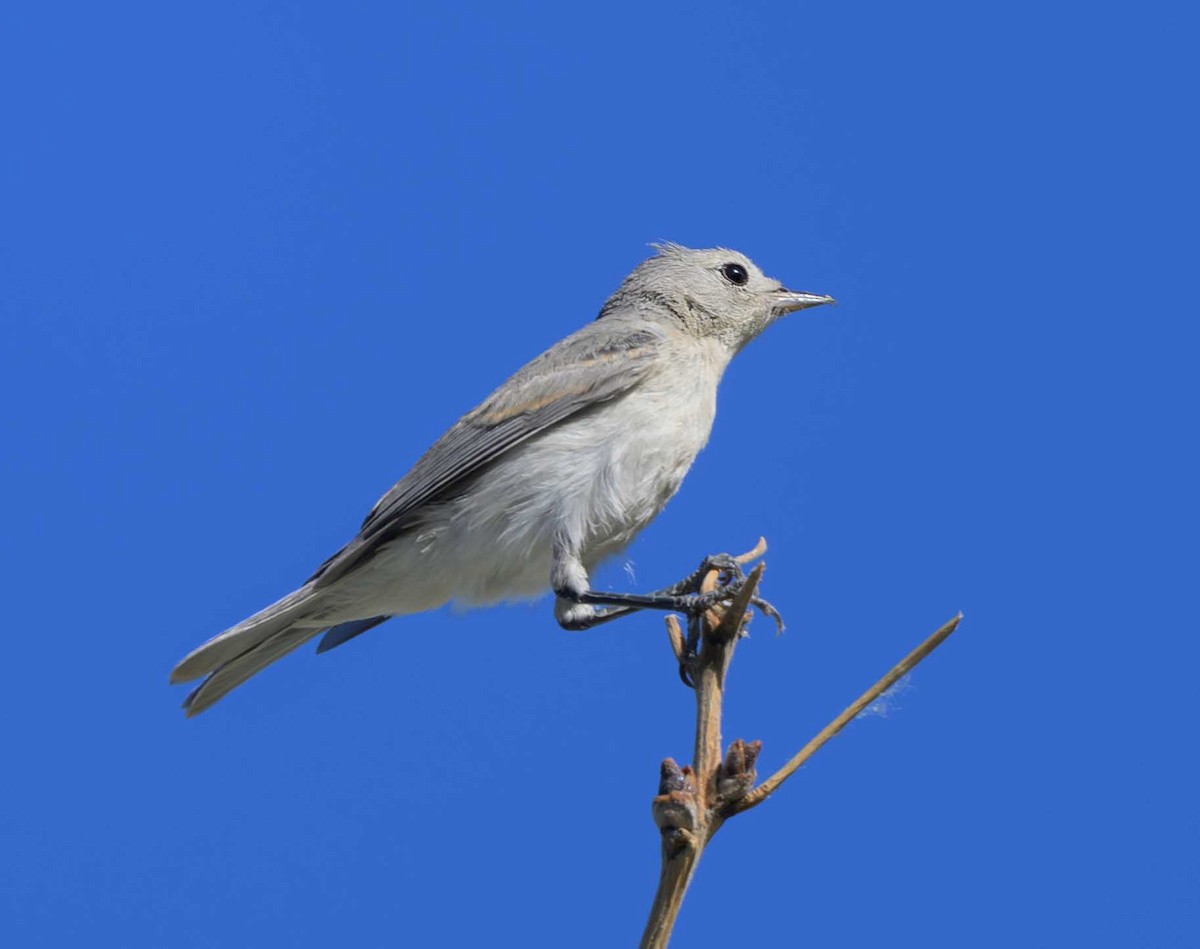 Lucy's Warbler - ML620542284