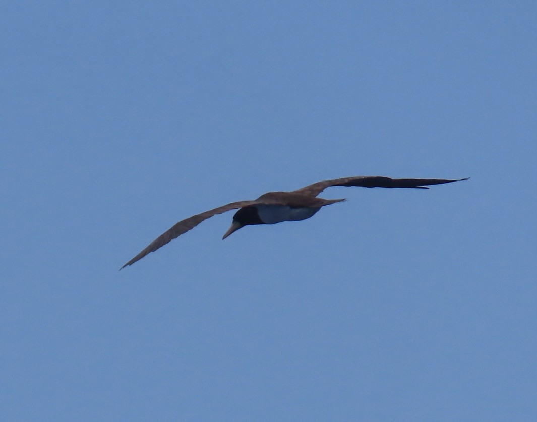 Brown Booby - ML620542290