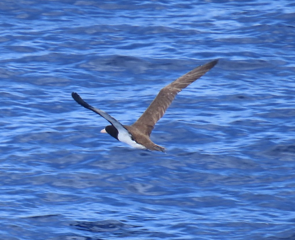 Brown Booby - ML620542291