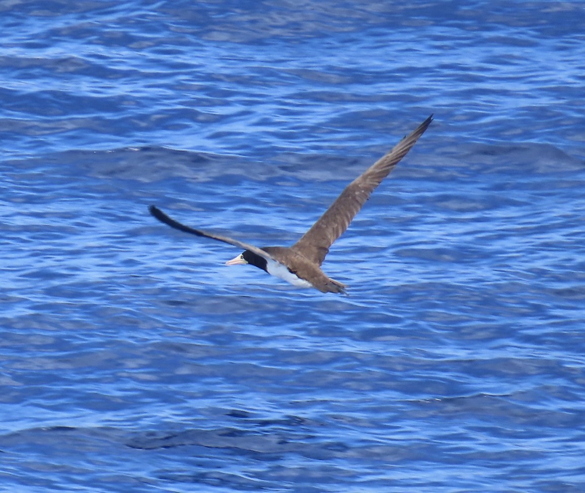 Brown Booby - ML620542292