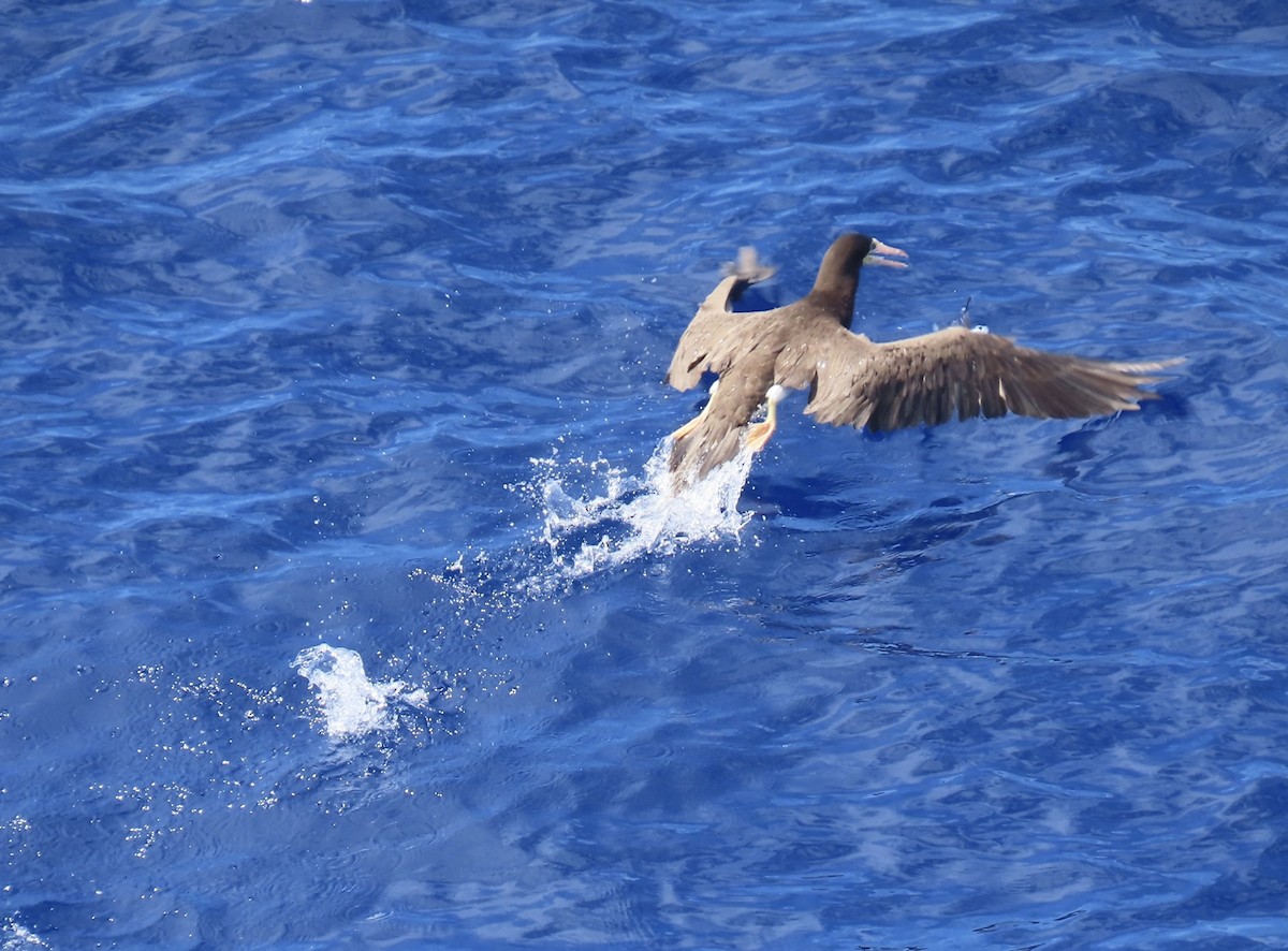 Brown Booby - ML620542294