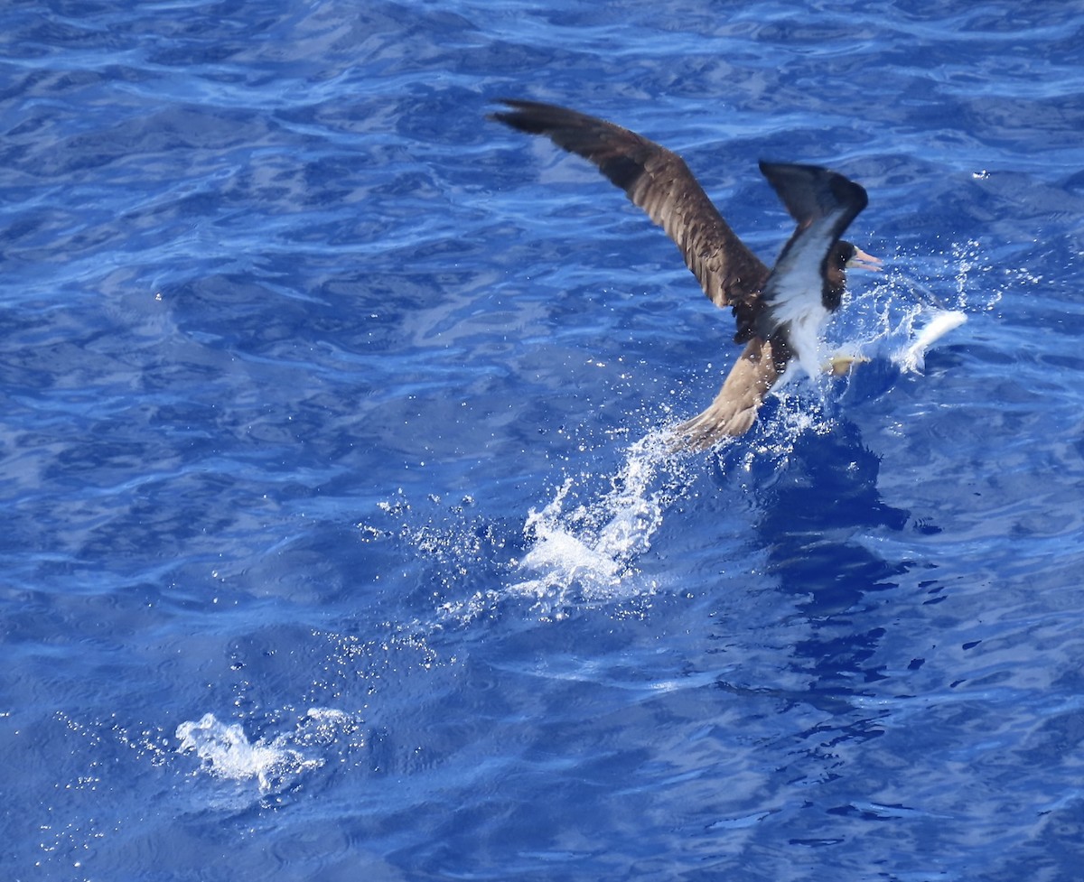 Brown Booby - ML620542295