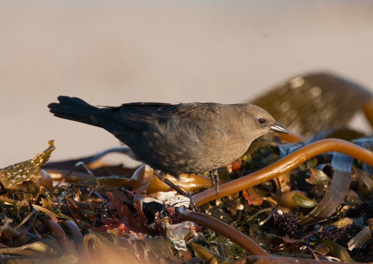 Brewer's Blackbird - ML620542298