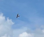 Swallow-tailed Kite - ML620542302