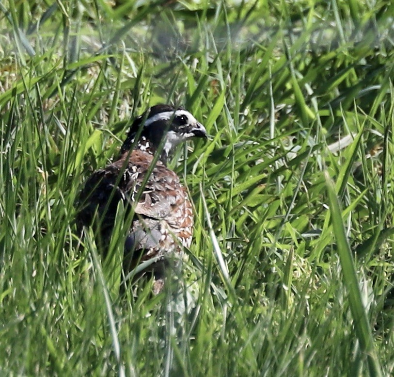 Northern Bobwhite - Lenore Charnigo