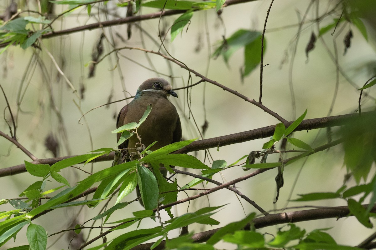 holub okrovohrdlý (ssp. brevirostris/occipitalis) - ML620542308