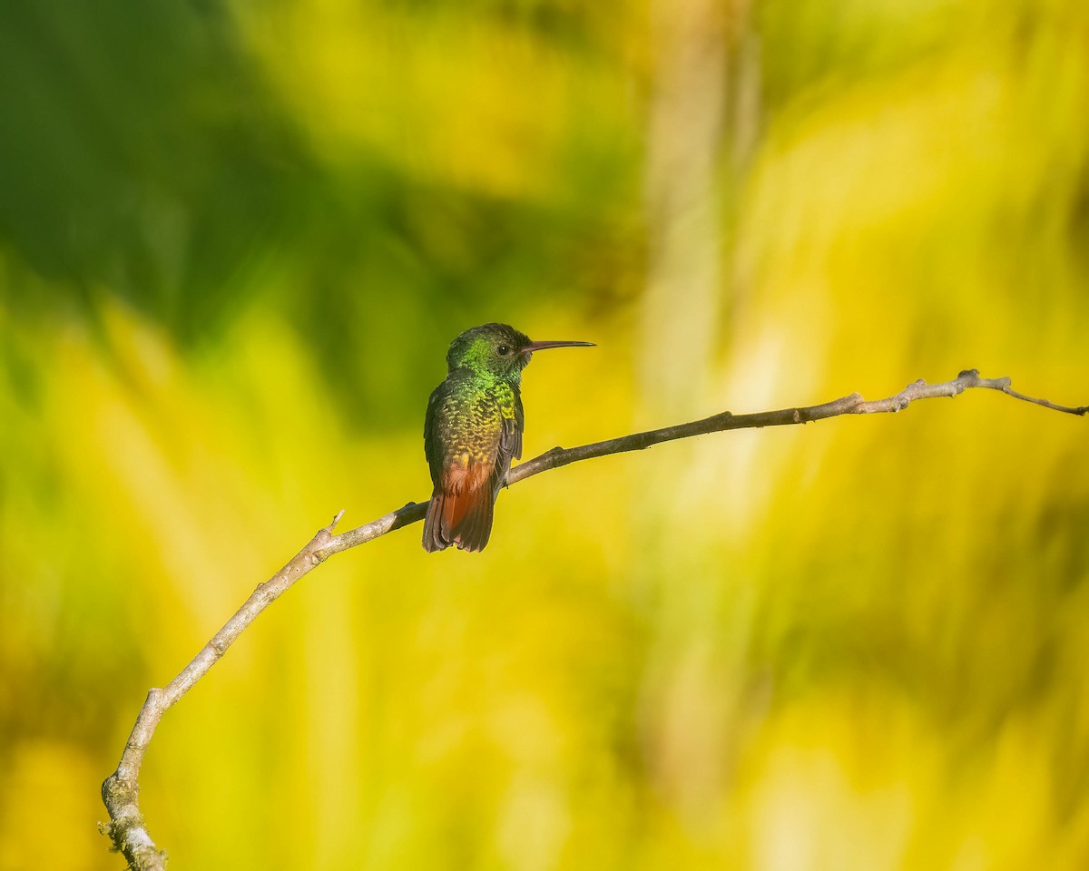 Rufous-tailed Hummingbird - ML620542315