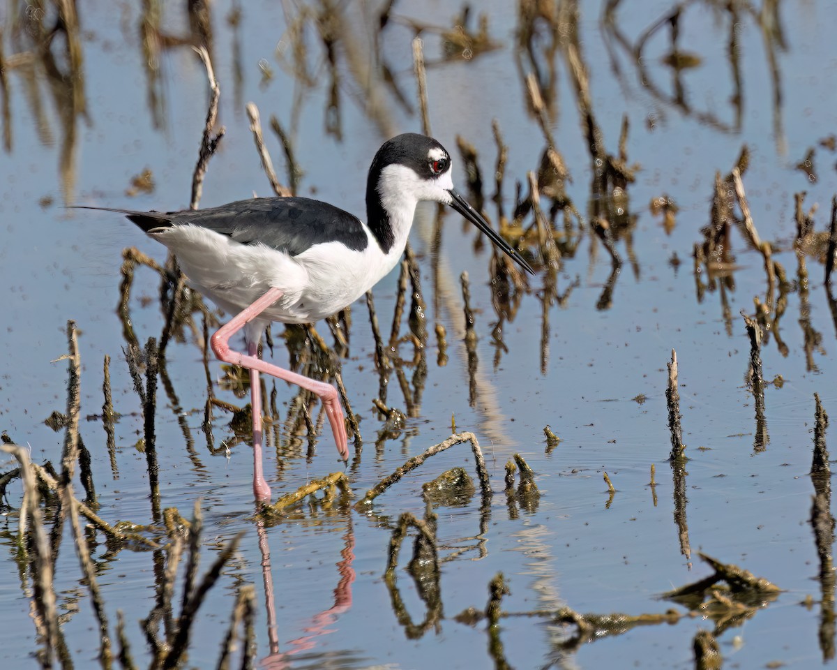 Black-necked Stilt - ML620542316