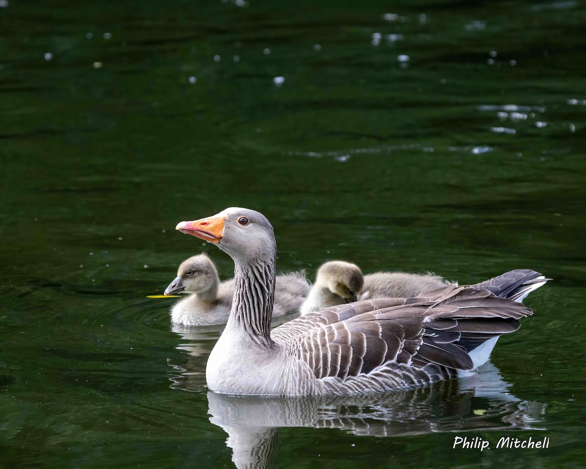 Graylag Goose - ML620542318