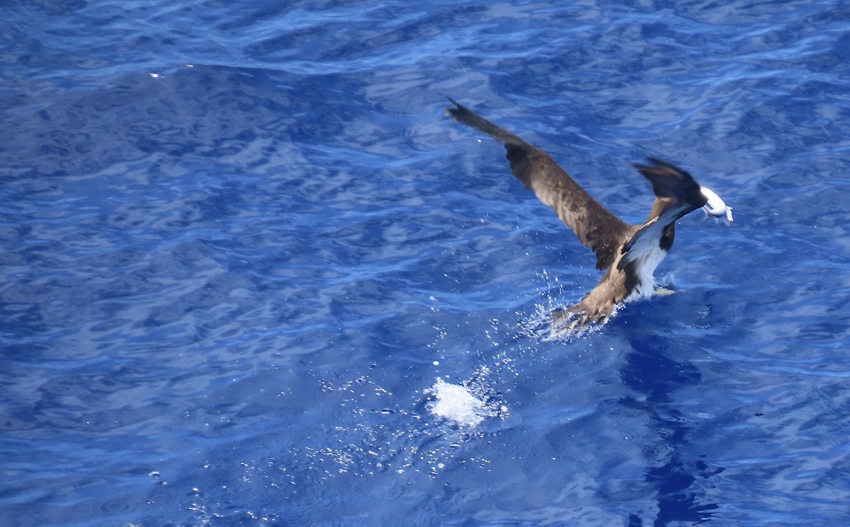 Brown Booby - ML620542320