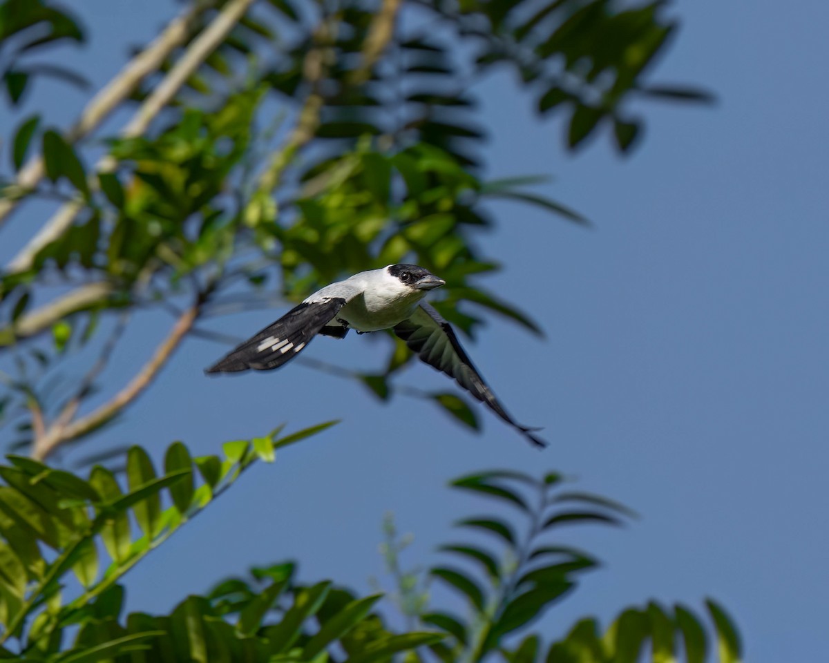 Black-crowned Tityra - ML620542324