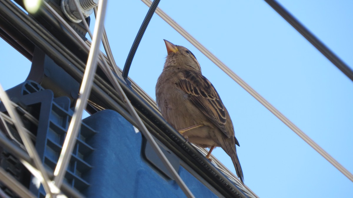 House Sparrow - ML620542326