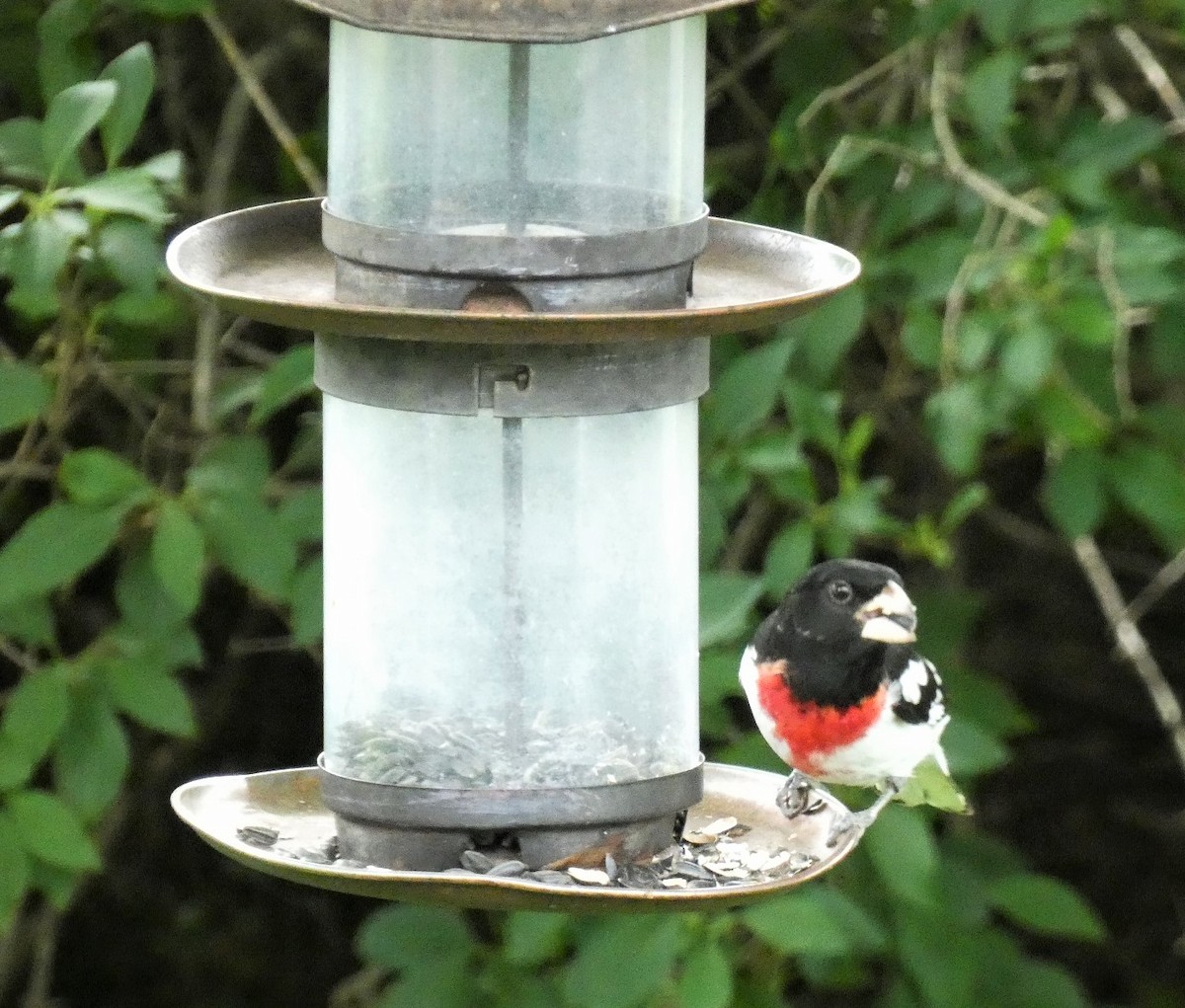 Rose-breasted Grosbeak - ML620542329