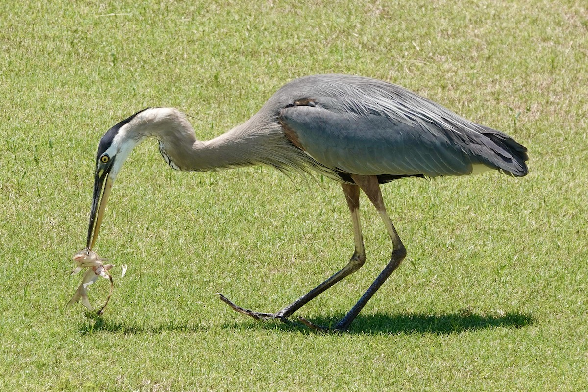 Great Blue Heron - ML620542333