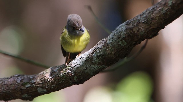 Pale-yellow Robin - ML620542337