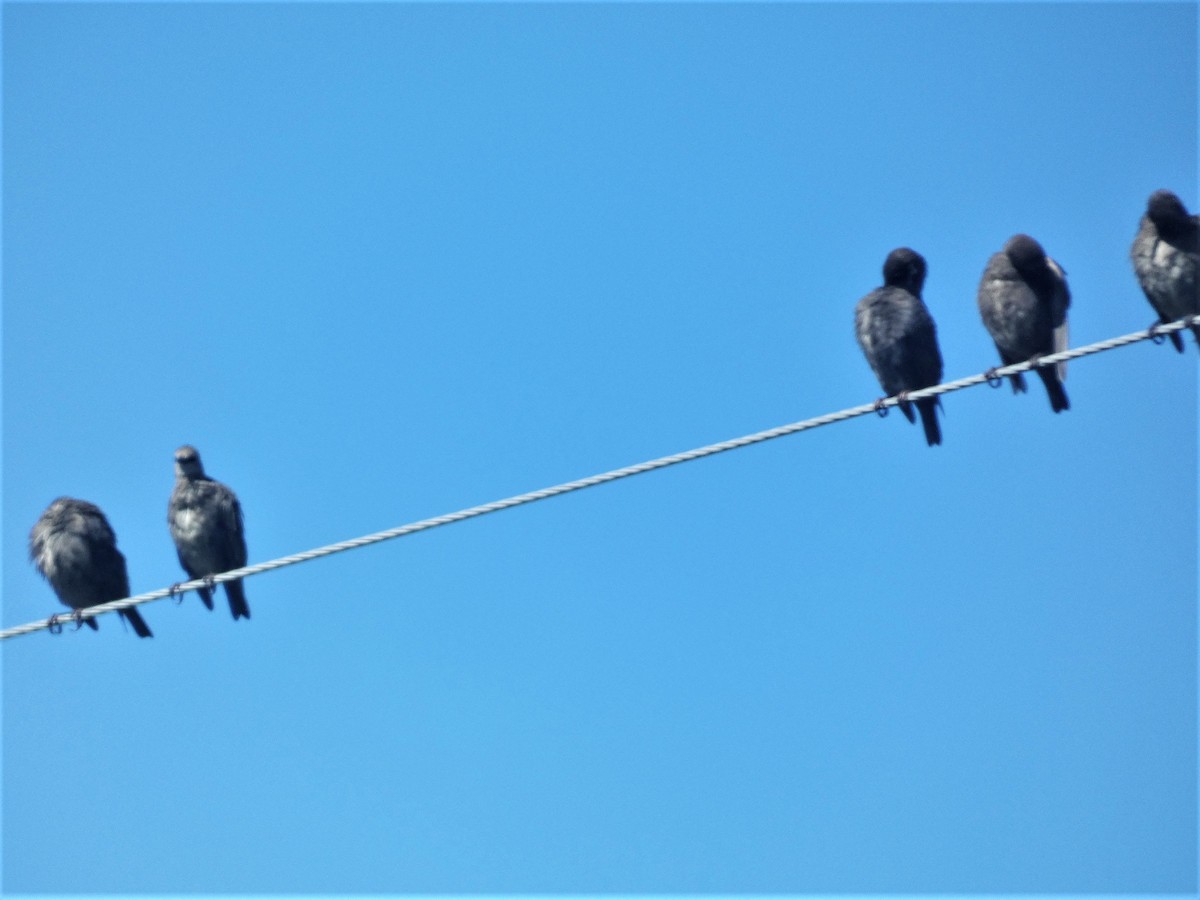 European Starling - ML620542343