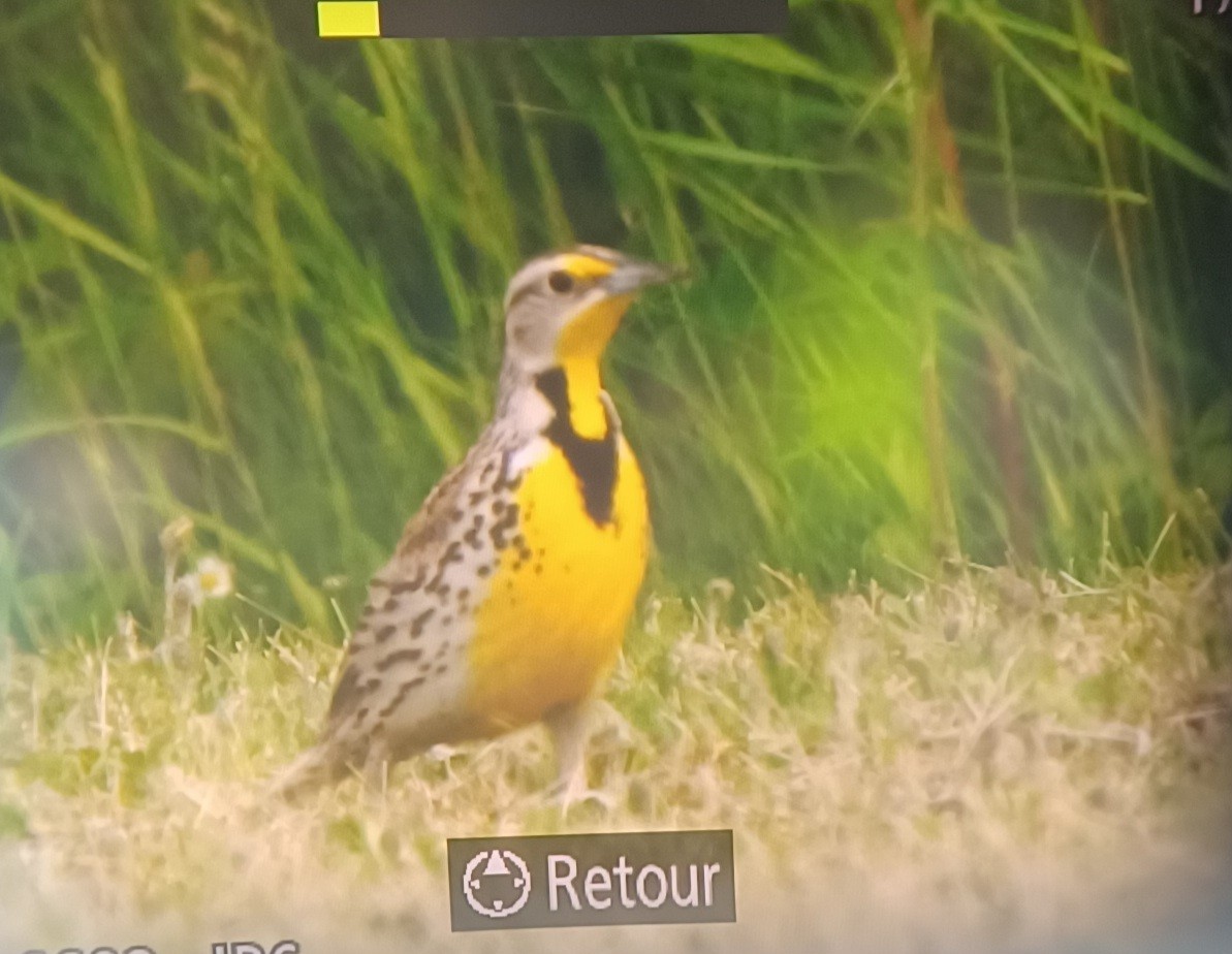 Western Meadowlark - ML620542348