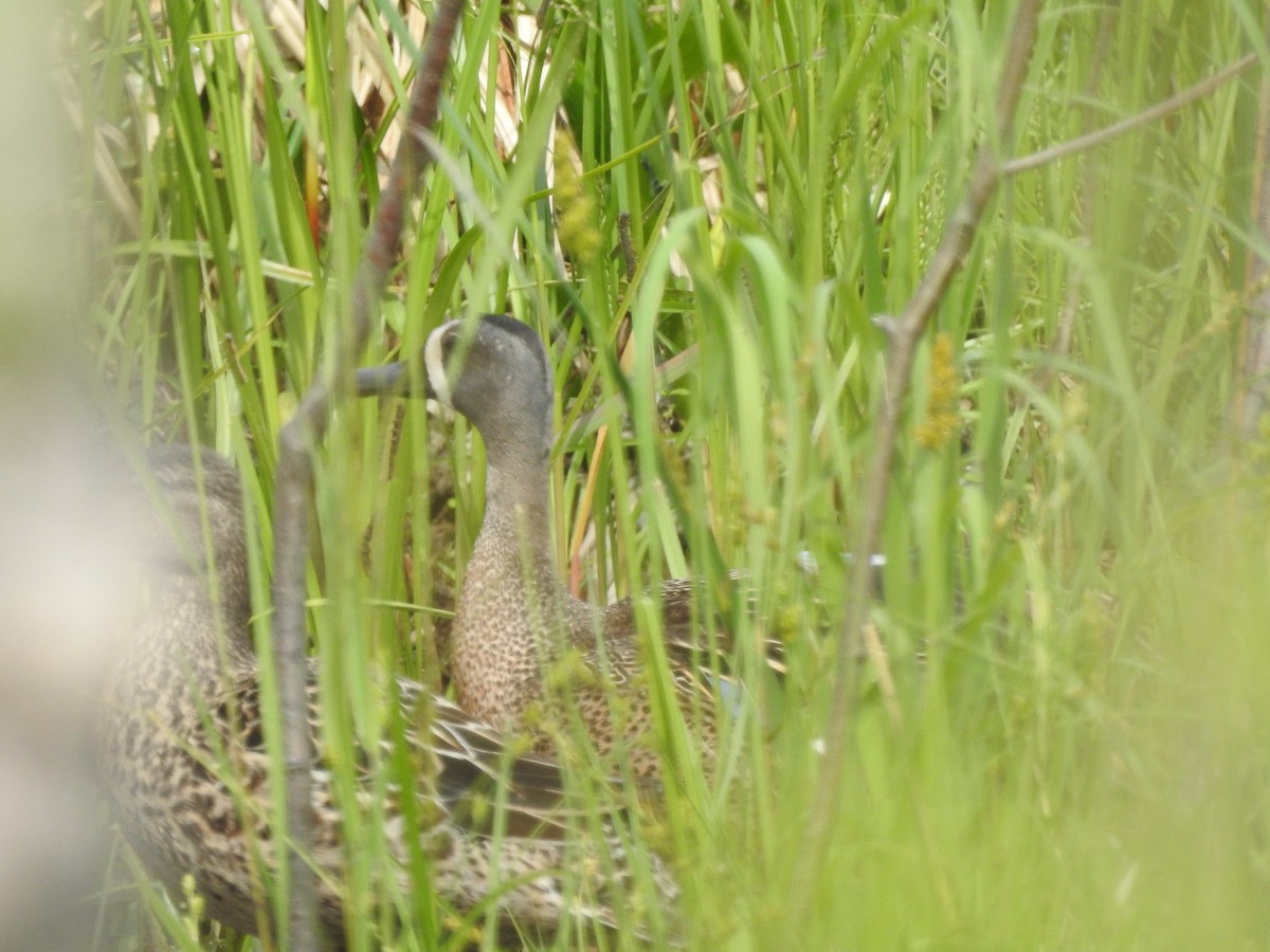 Blue-winged Teal - ML620542365