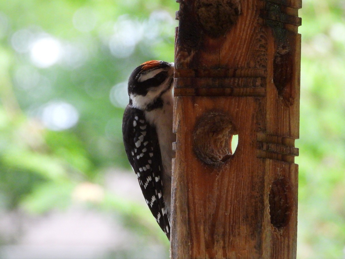 Hairy Woodpecker - Denis Provencher COHL