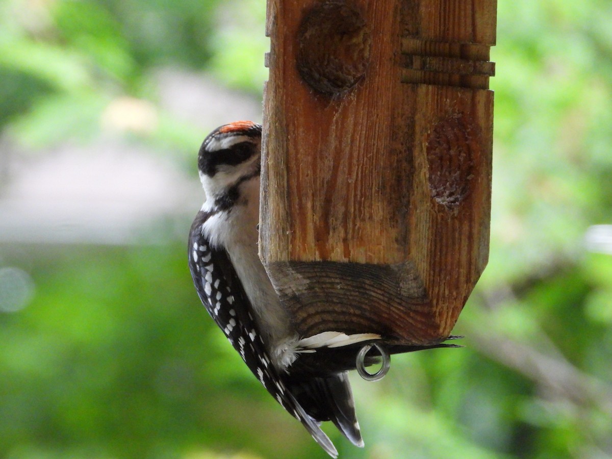 Hairy Woodpecker - ML620542367