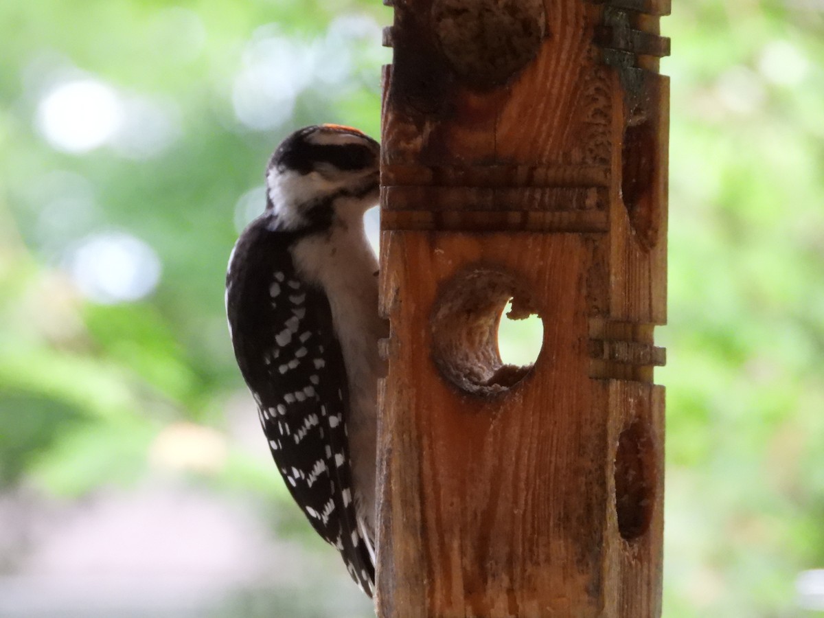 Hairy Woodpecker - ML620542369