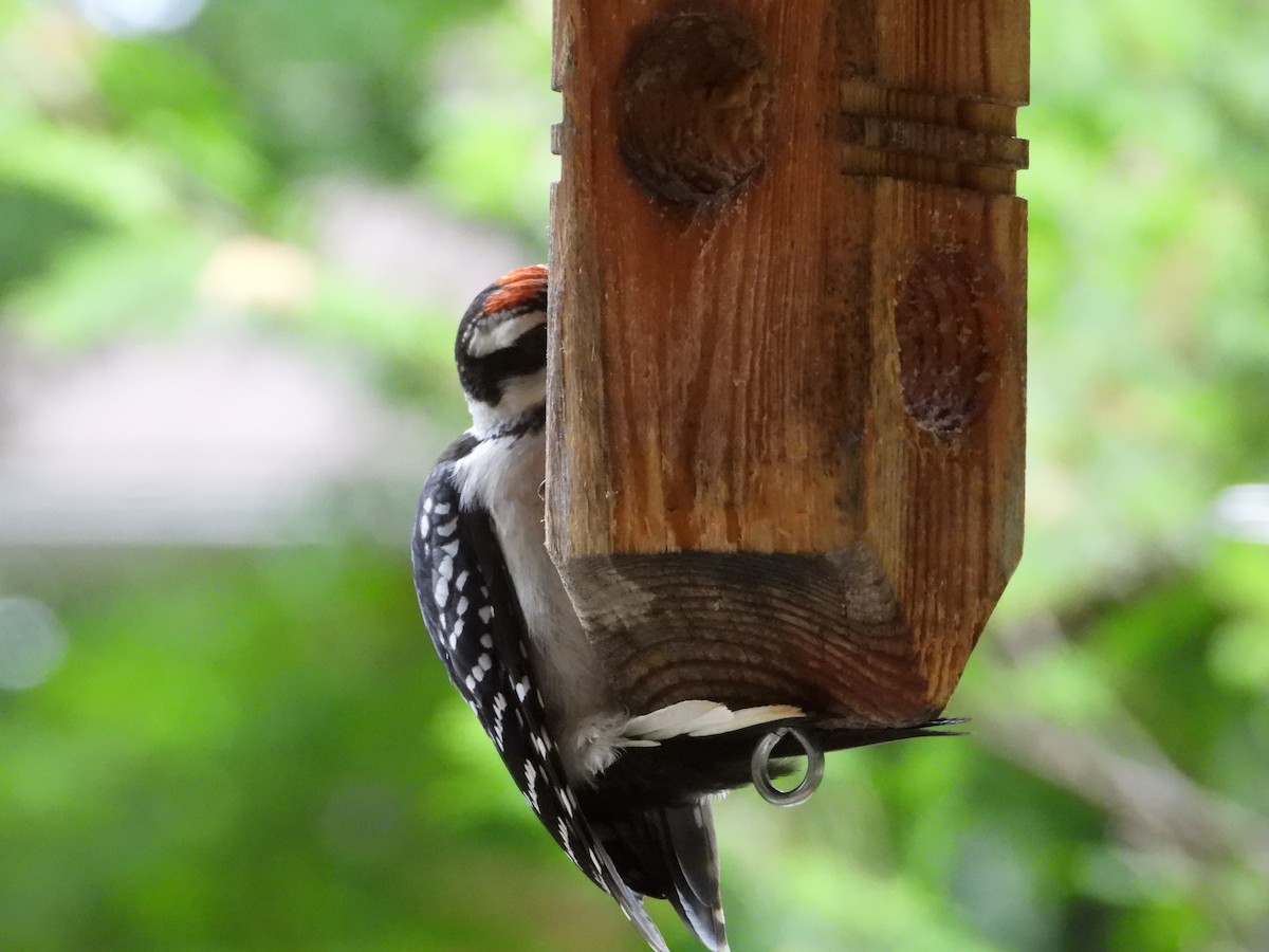 Hairy Woodpecker - ML620542371