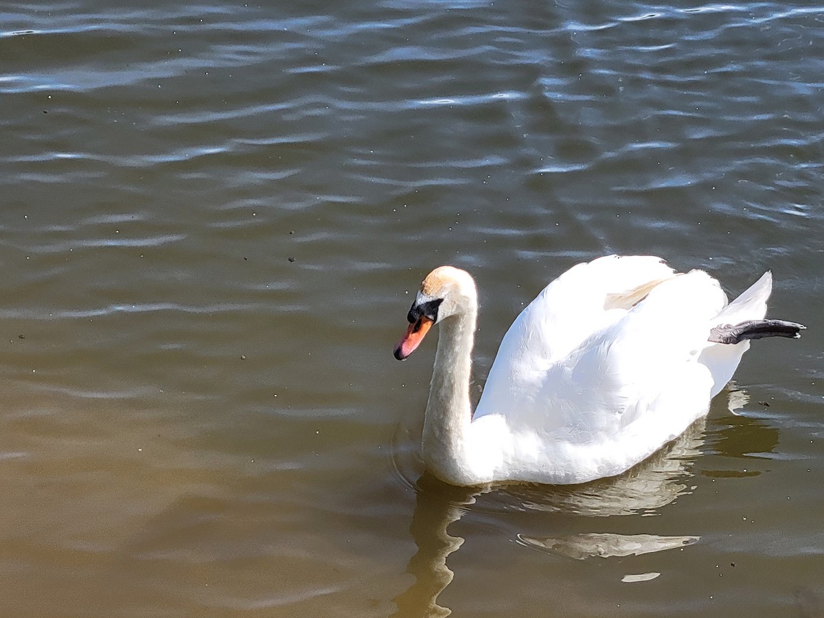 Mute Swan - Anonymous