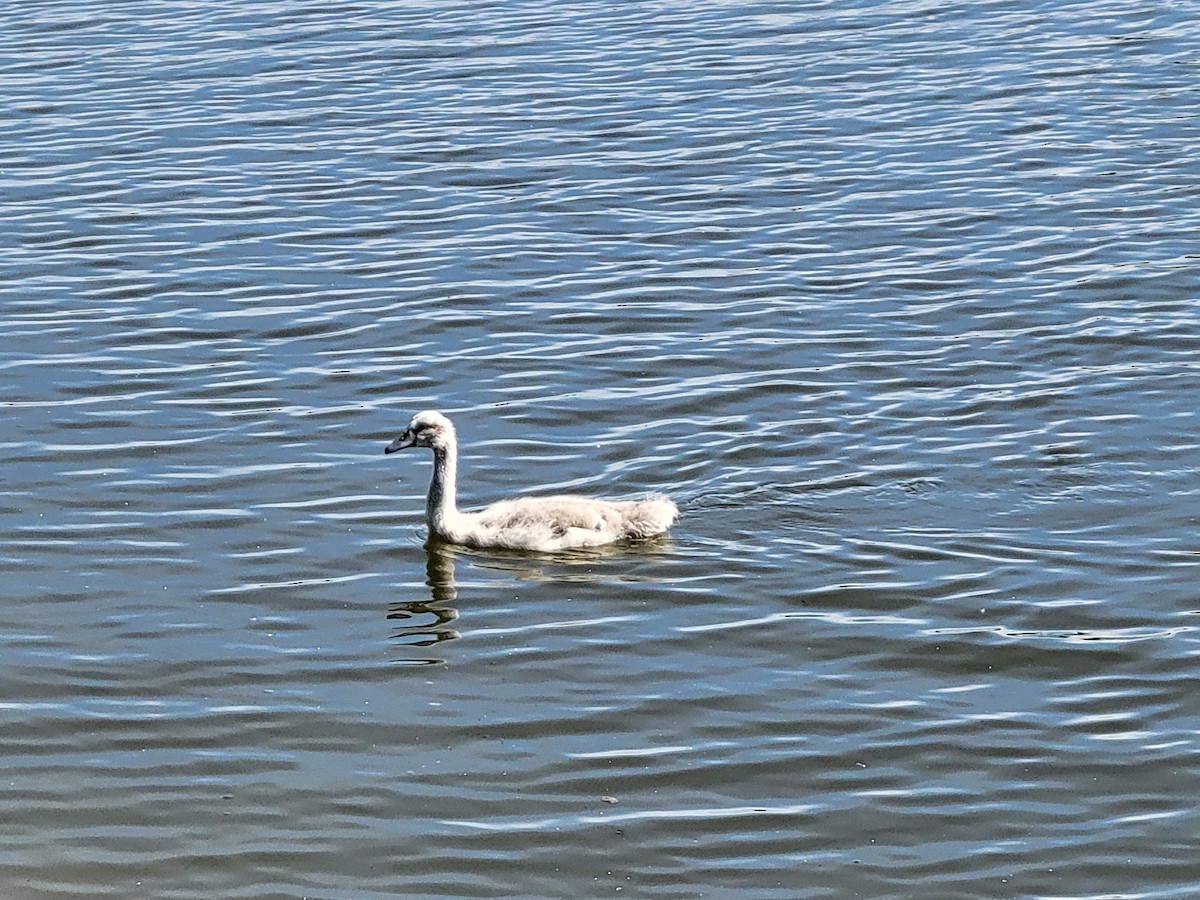 Mute Swan - ML620542381